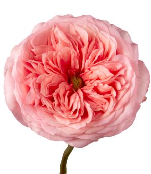 PINK XPRESSION, Used Polyethylene Ribbon: 40cm