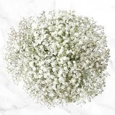 Baby's breath, Color: baby breath
