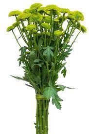 Green button, Colors: Green