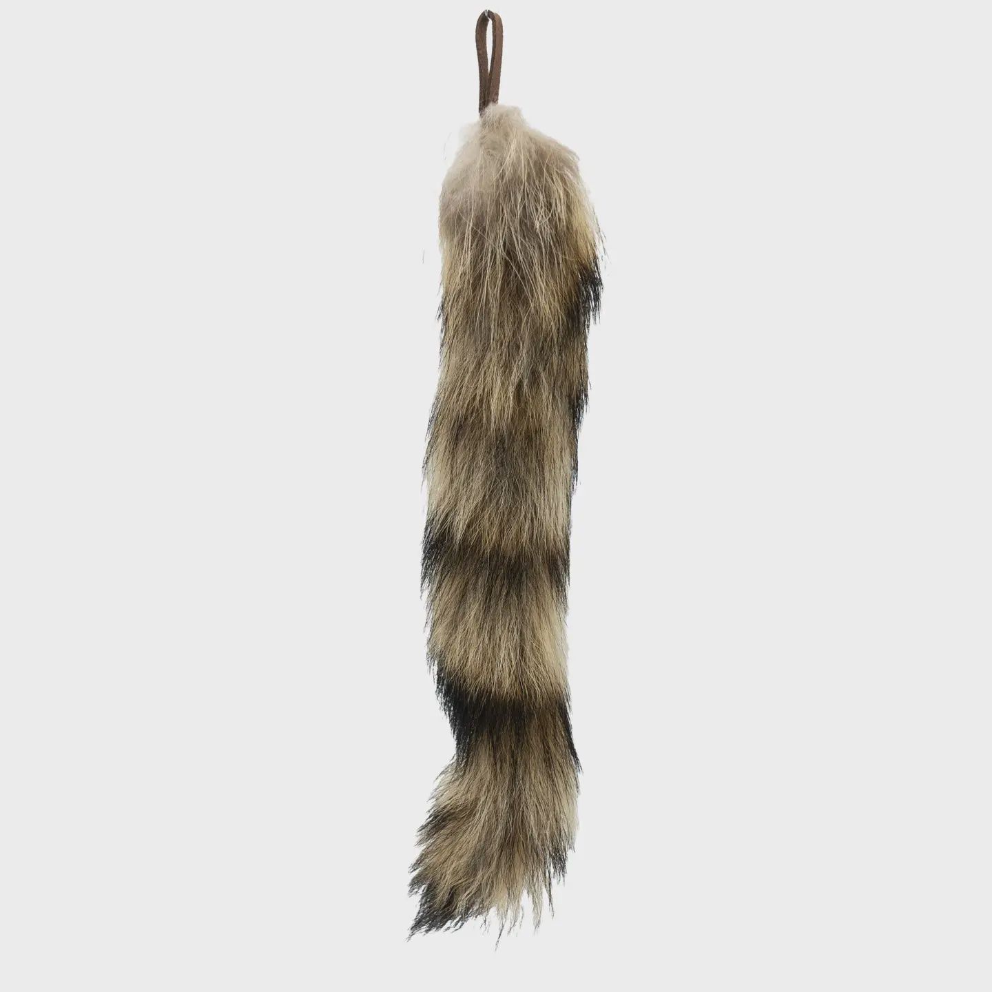 Coon Tail
