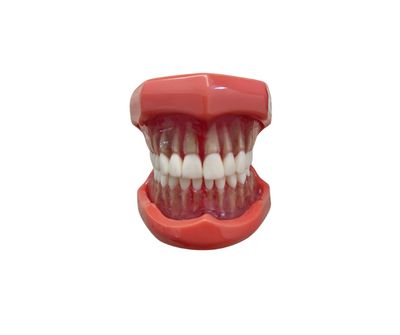 Model studiu endodontic