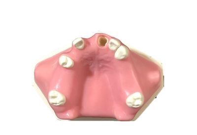 STM | Modele Chirurgicale Dentare IEN404M