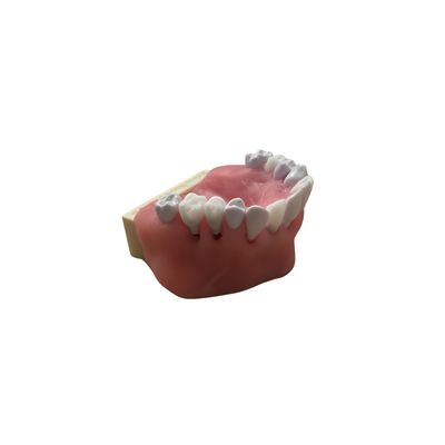 Maxilar Model Dr. Tavelli