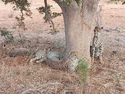 Cheetahs