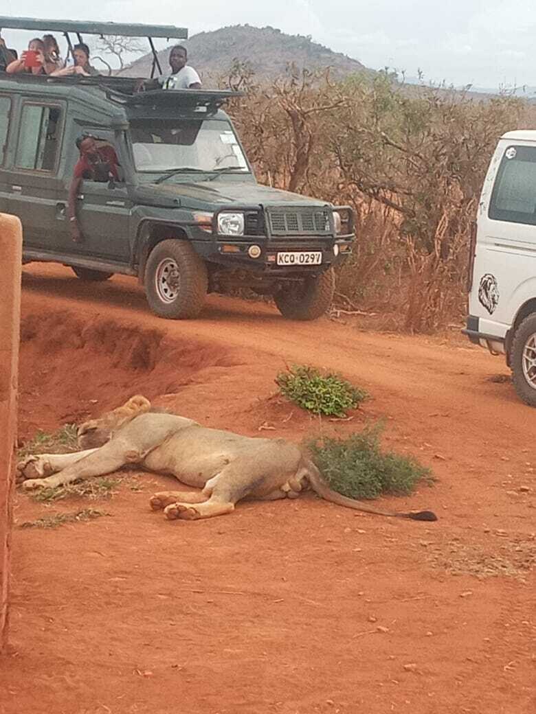 3days 2Nights Safaris in Amboseli