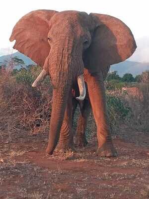 African Elephants