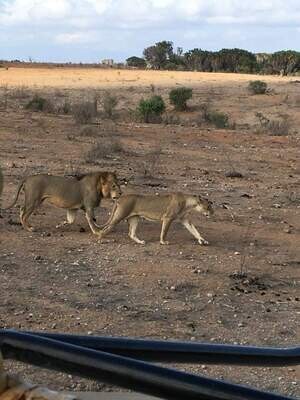 Masai MaraHow
