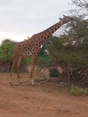 Giraffes