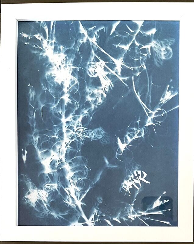 Cyanotypie, 20x25cm