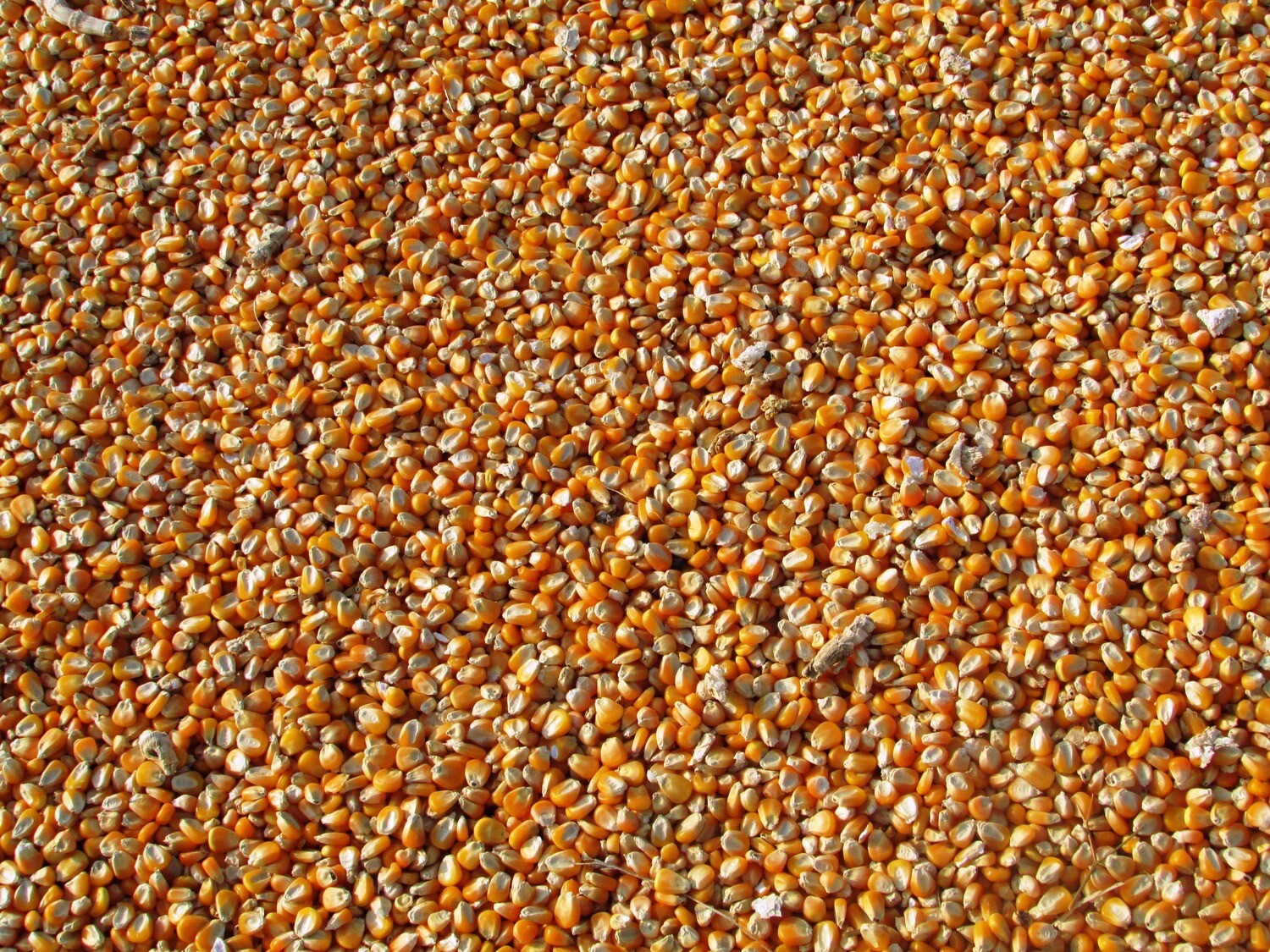 Maize Flour
