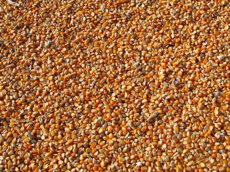 Maize Flour