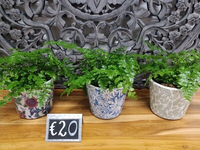 Table Top Fern with Deco container