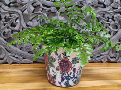 Table Top Fern with Deco container
