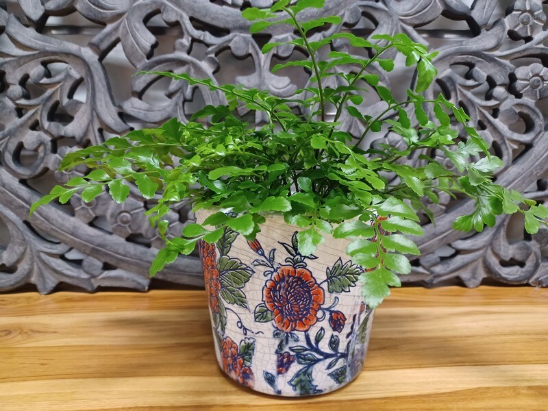 Plants