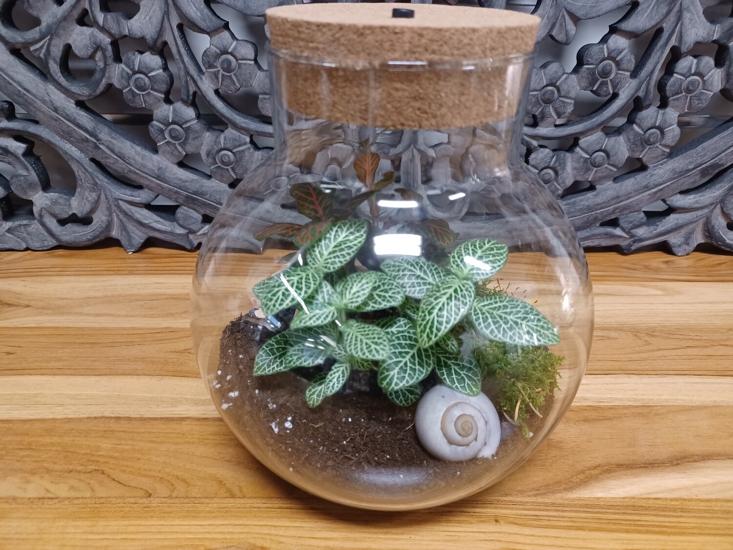 Terrarium with LED light