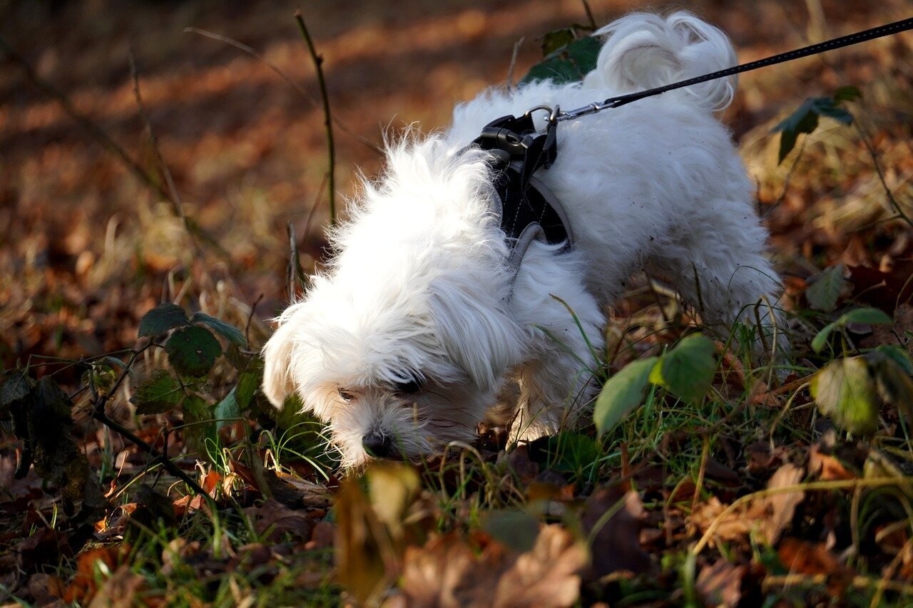 Snuffelwandeling (losse sessie)