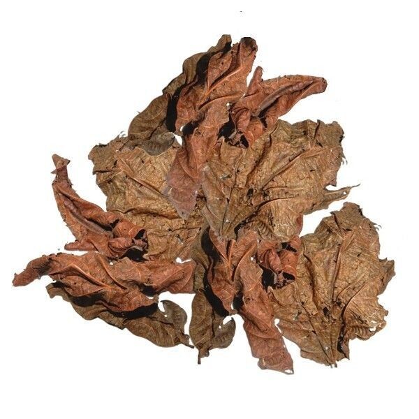Feuille de Djeka