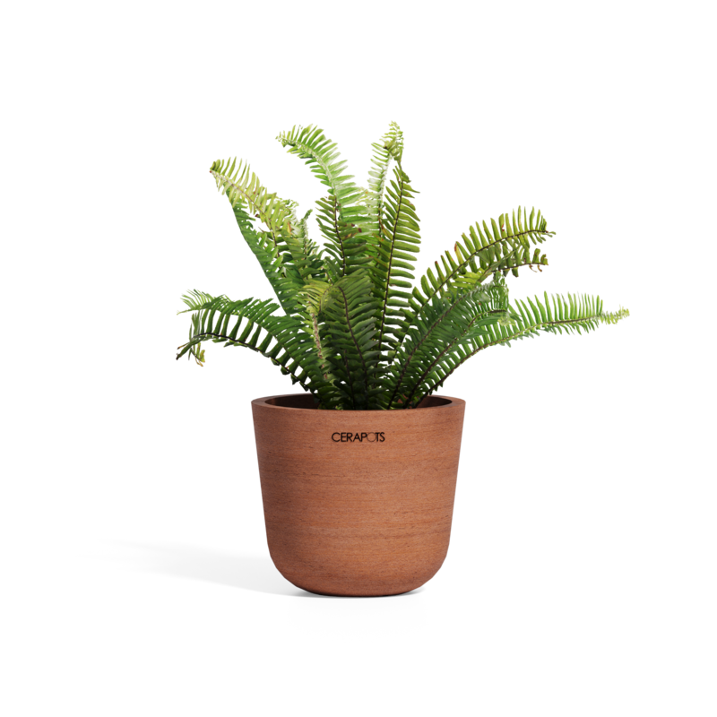 Cerapots Bolin 15 Antique