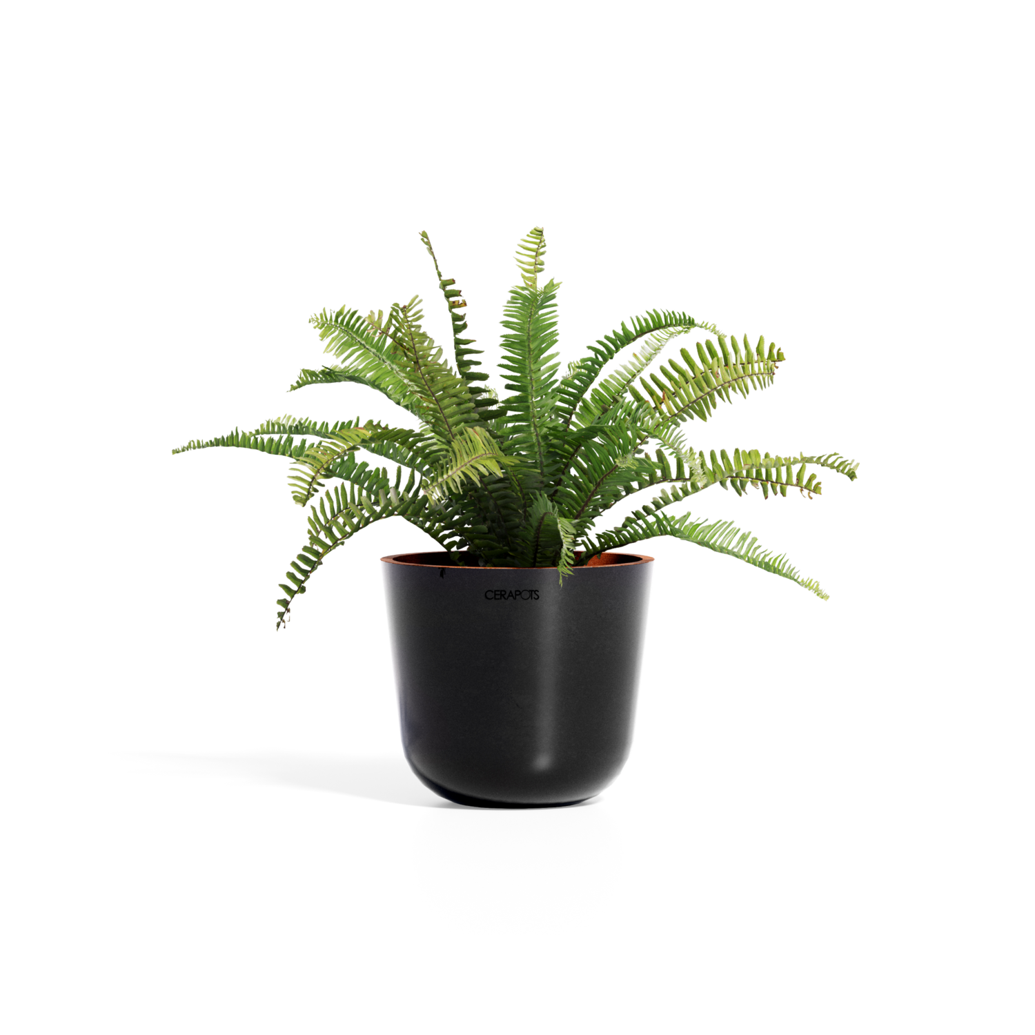 Cerapots Bolin 25 Midnight