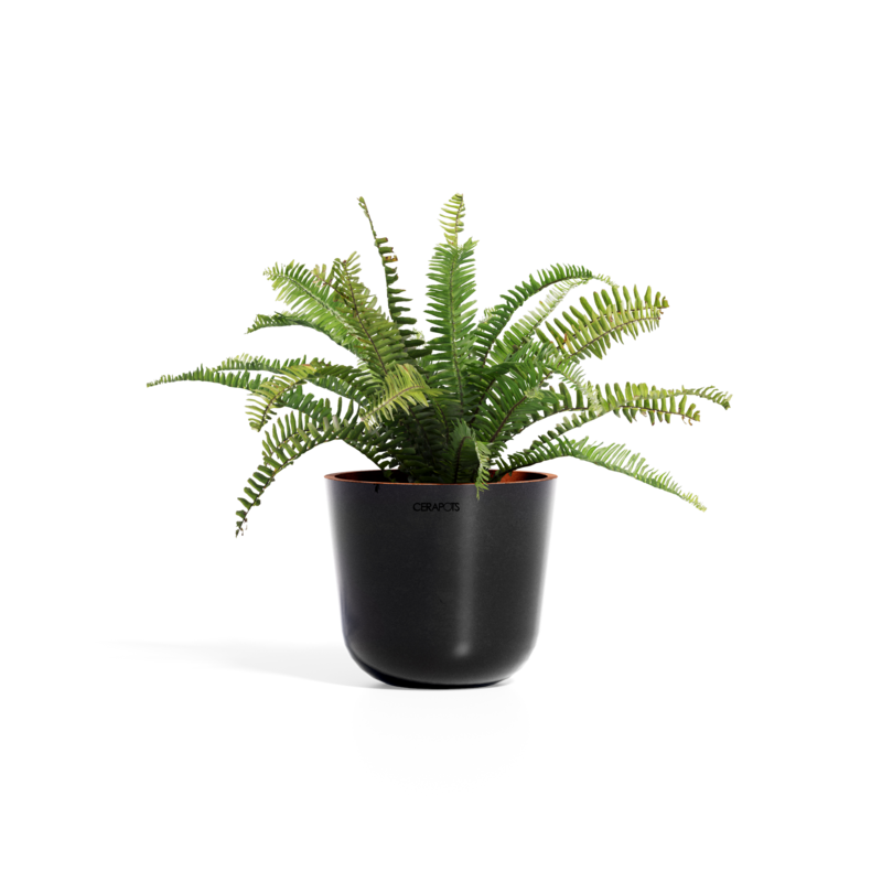 Cerapots Bolin 25 Midnight
