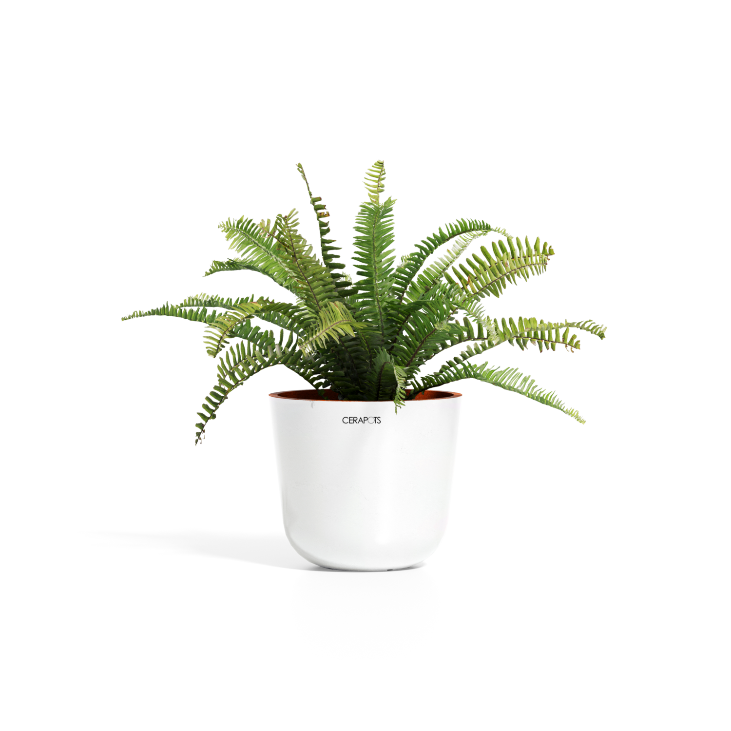 Cerapots Bolin 25 Pearl
