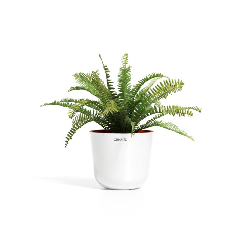 Cerapots Bolin 25 Pearl