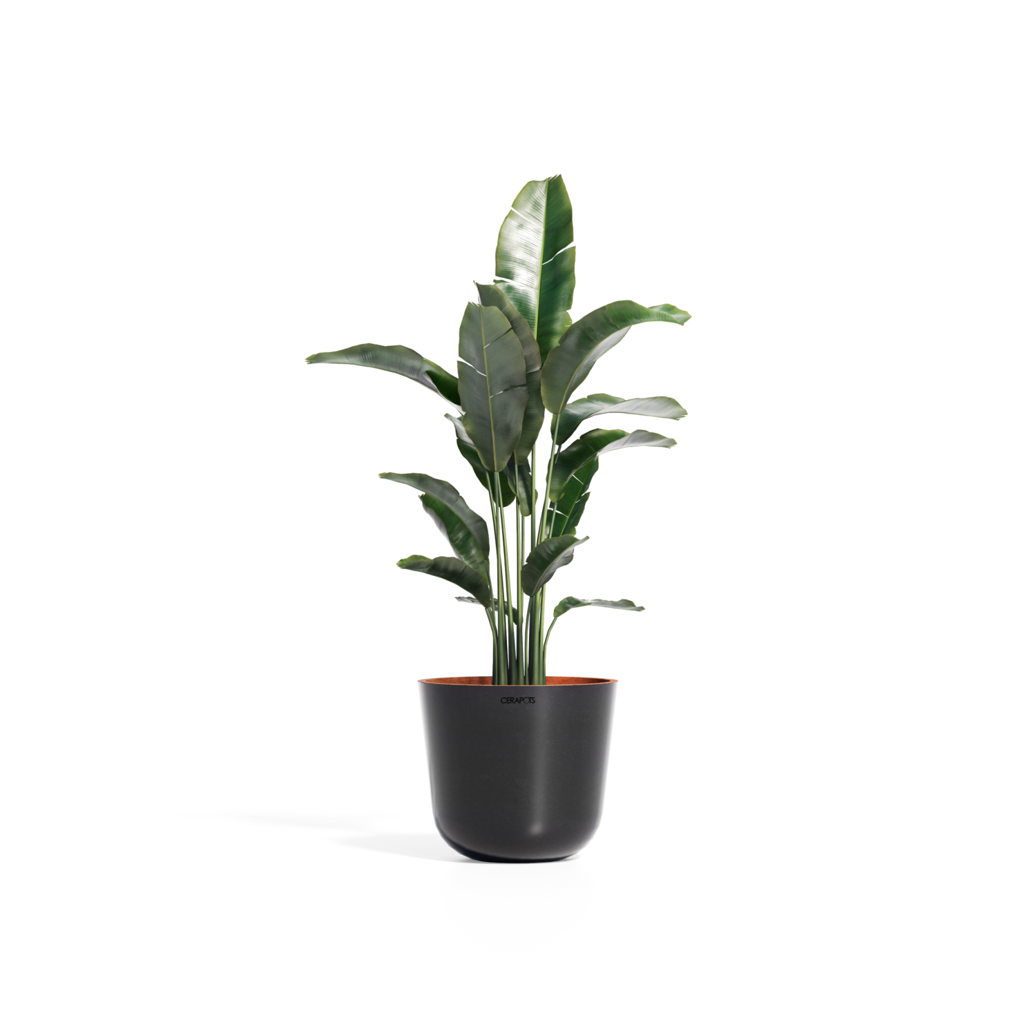 Cerapots Bolin 35 Midnight