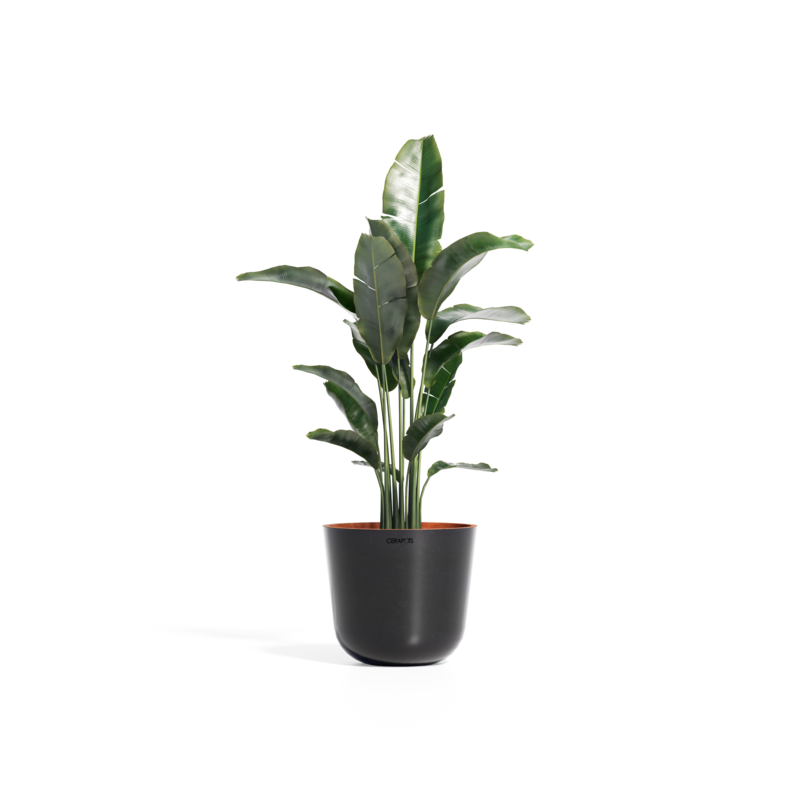 Cerapots Bolin 35 Midnight