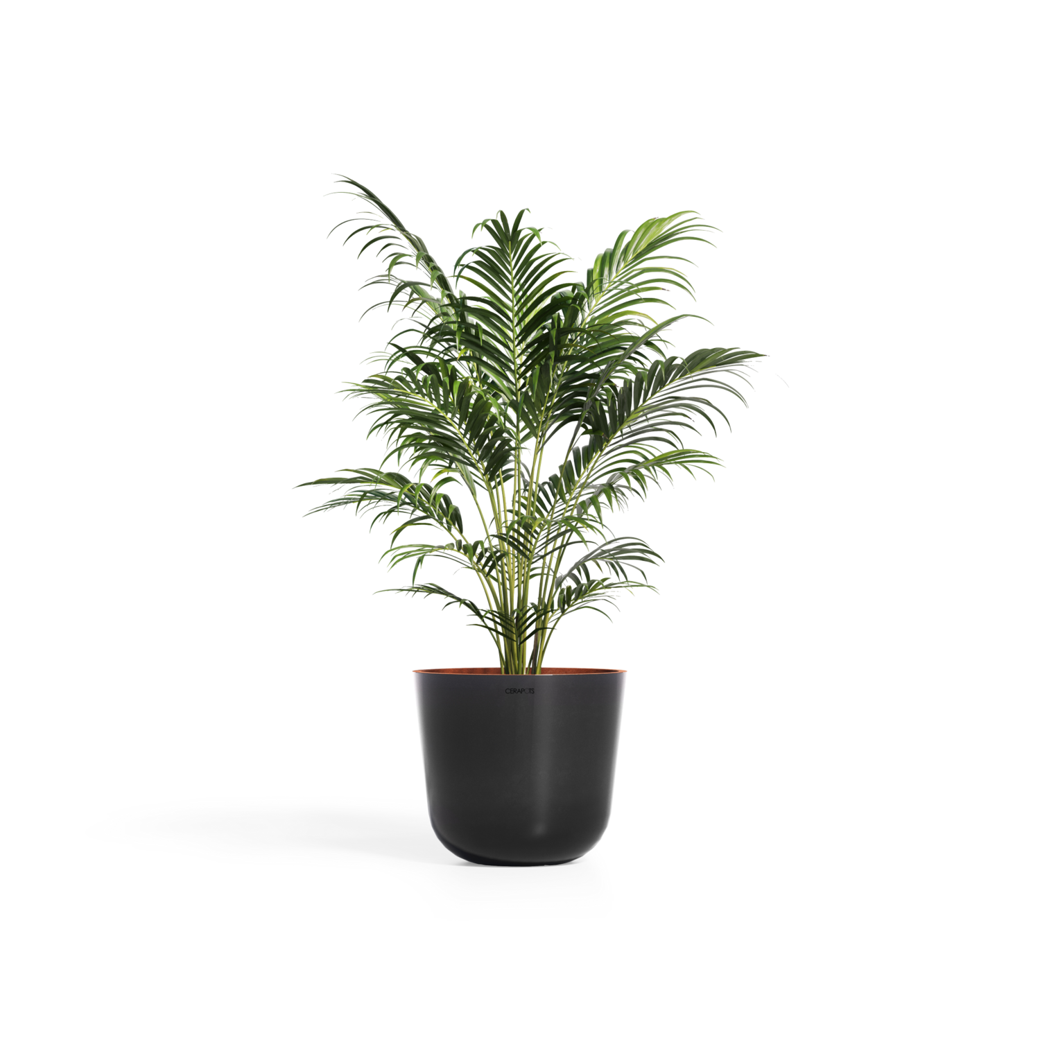 Cerapots Bolin 45 Midnight