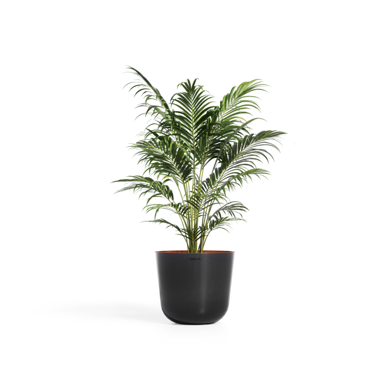Cerapots Bolin 45 Midnight