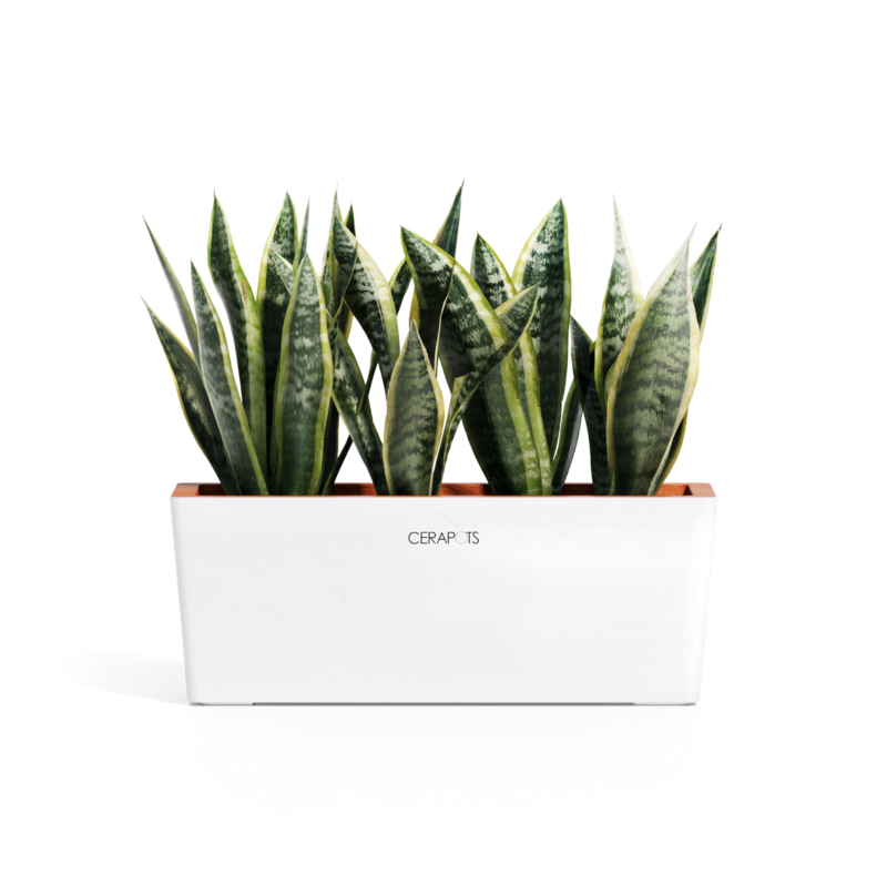 Cerapots Kavaa 40 Pearl