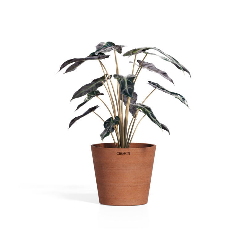 Cerapots Onku 15 Antique