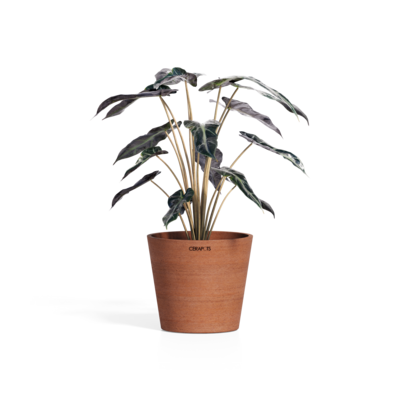 Cerapots Onku 15 Antique