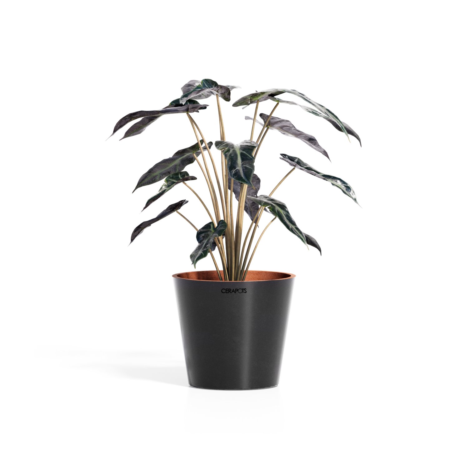 Cerapots Onku 15 Midnight
