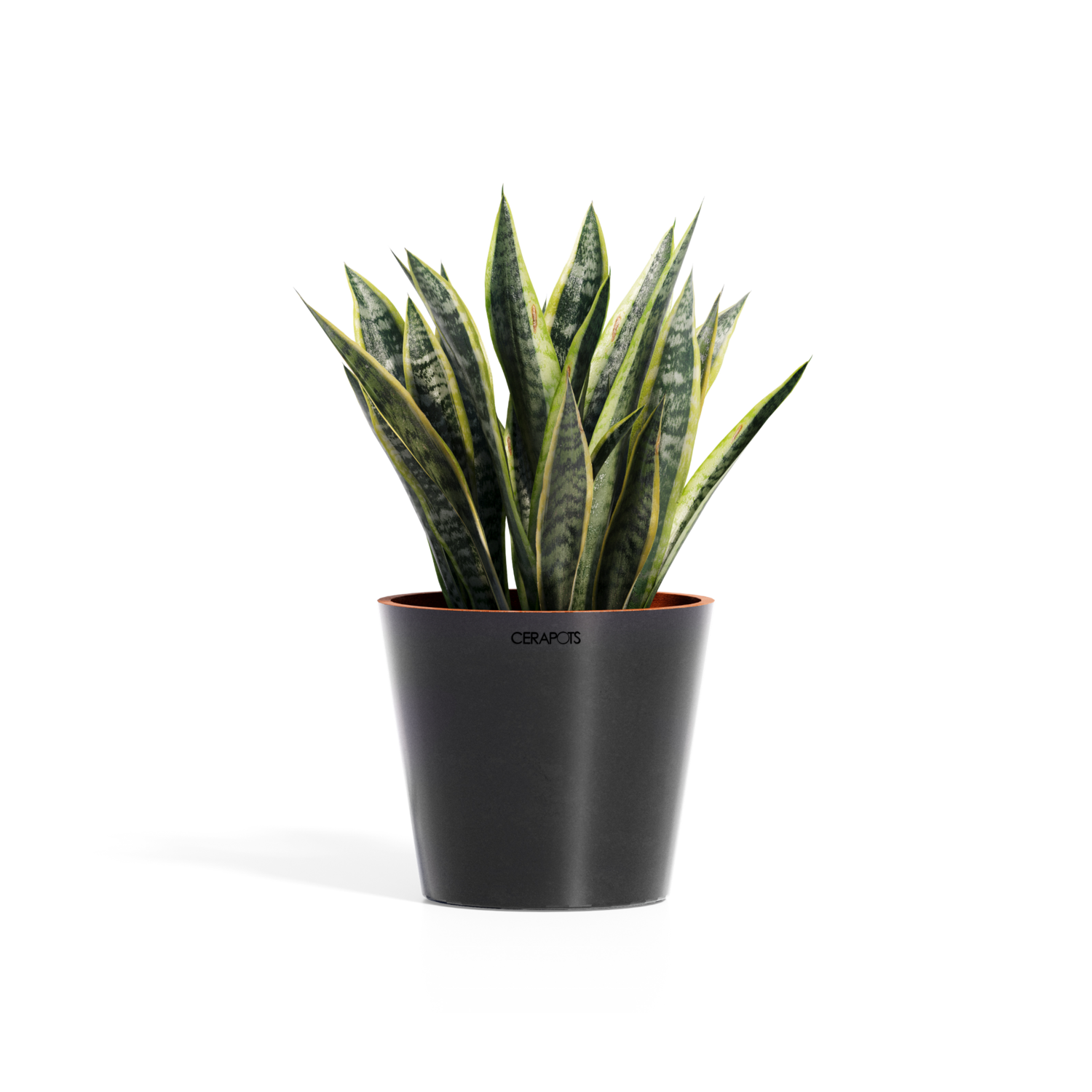 Cerapots Onku 25 Midnight