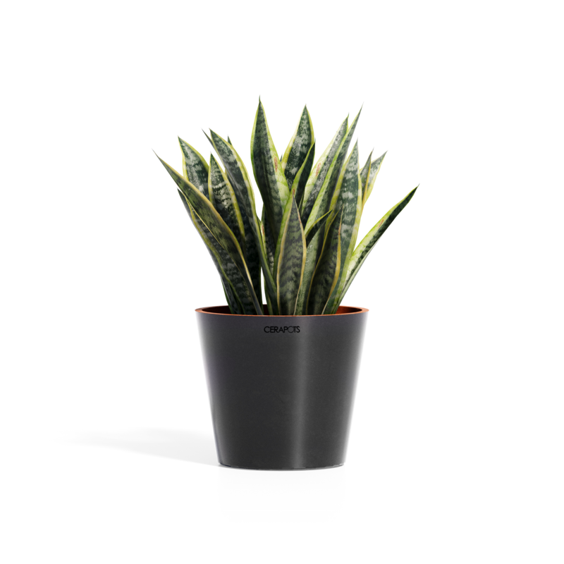 Cerapots Onku 25 Midnight