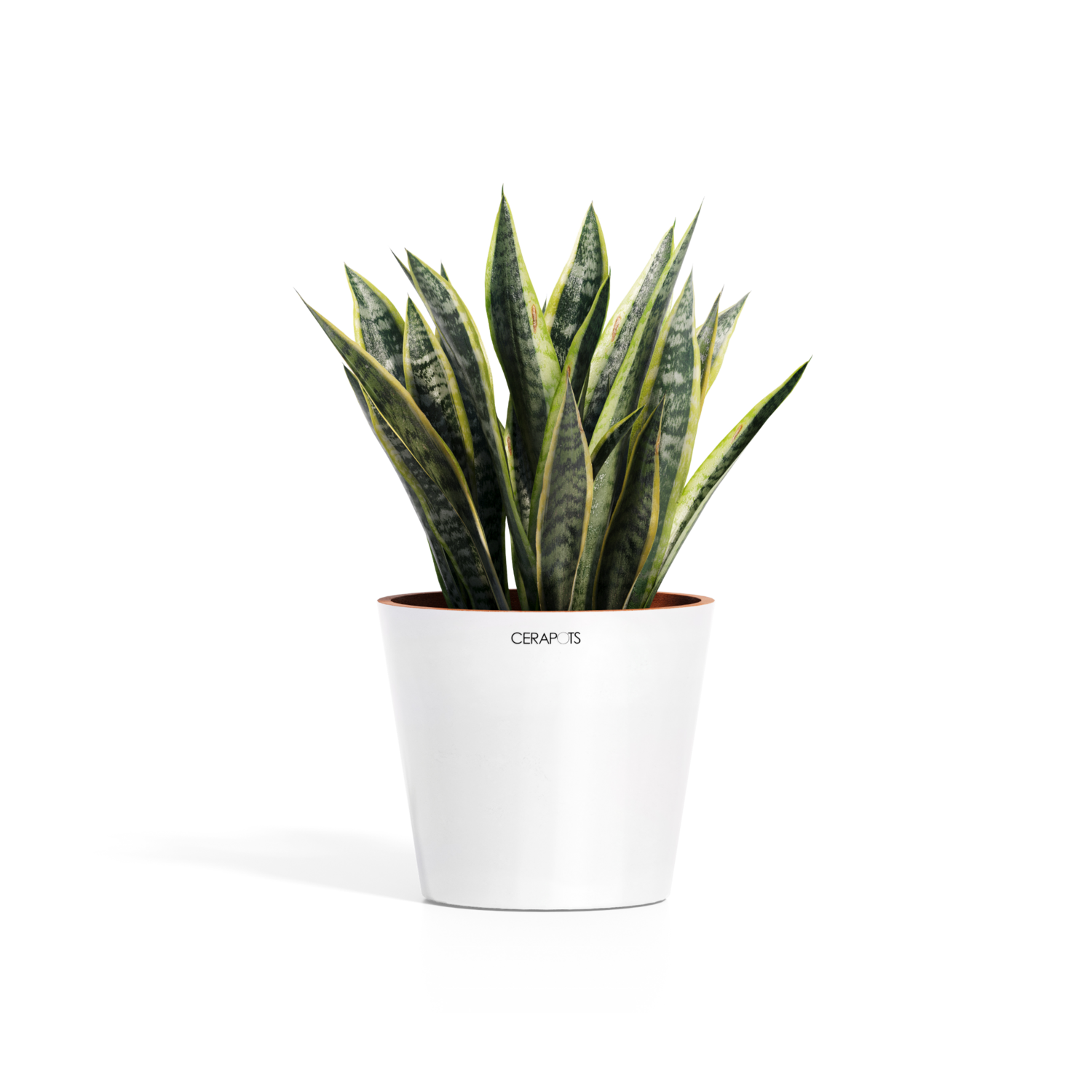 Cerapots Onku 25 Pearl