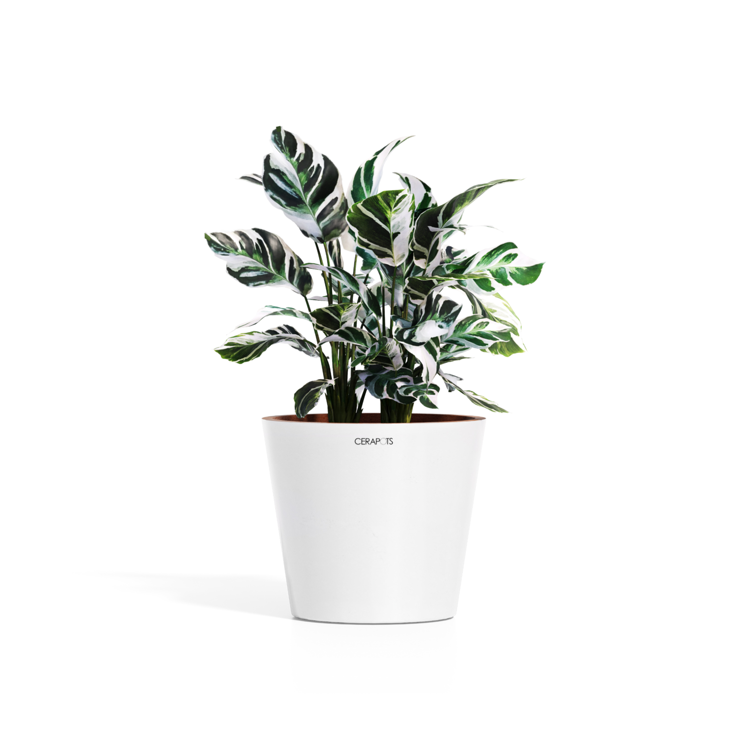 Cerapots Onku 35 Pearl