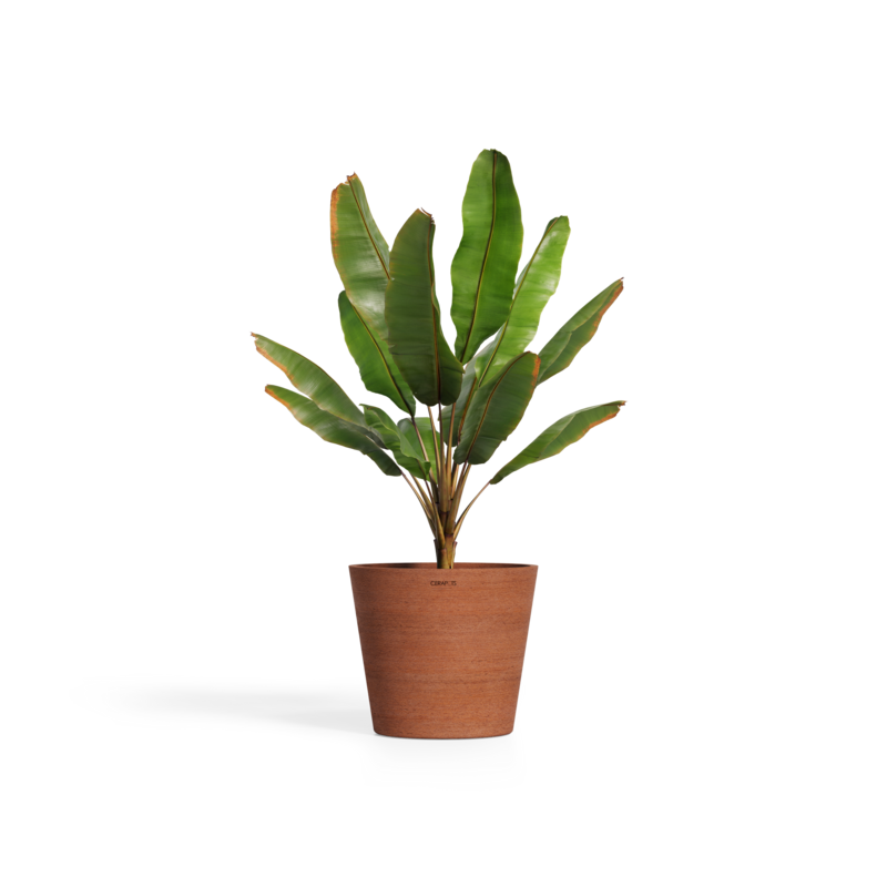 Cerapots Onku 45 Antique