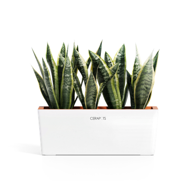 Cerapots Kavaa 40 Pearl