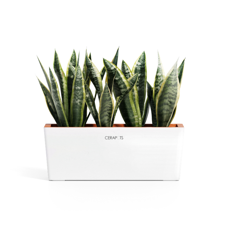 Cerapots Kavaa 40 Pearl