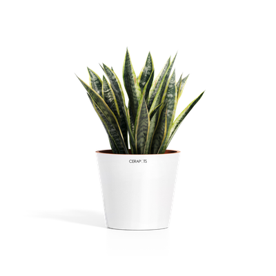 Cerapots Onku 25 Pearl