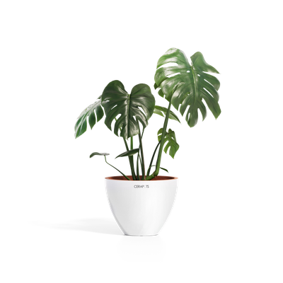 Cerapots Durin 29 Pearl