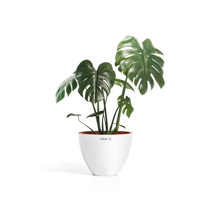 Cerapots Durin 29 Pearl