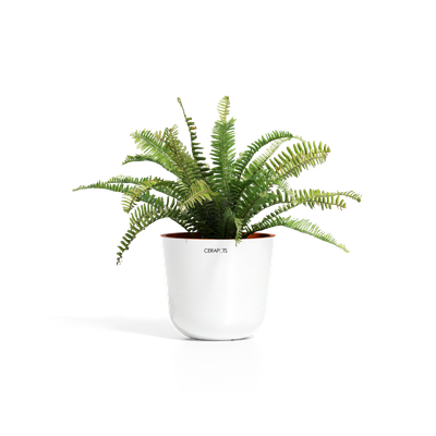 Cerapots Bolin 25 Pearl