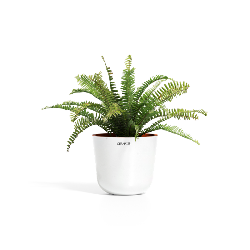 Cerapots Bolin 25 Pearl