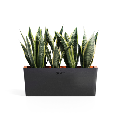 Cerapots Kavaa 40 Midnight