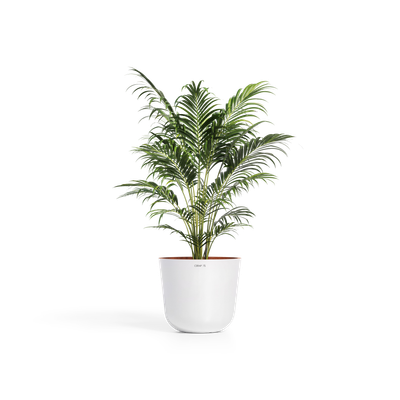 Cerapots Bolin 45 Pearl