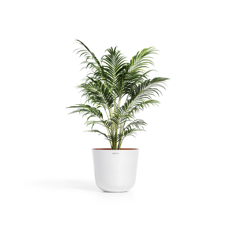 Cerapots Bolin 45 Pearl