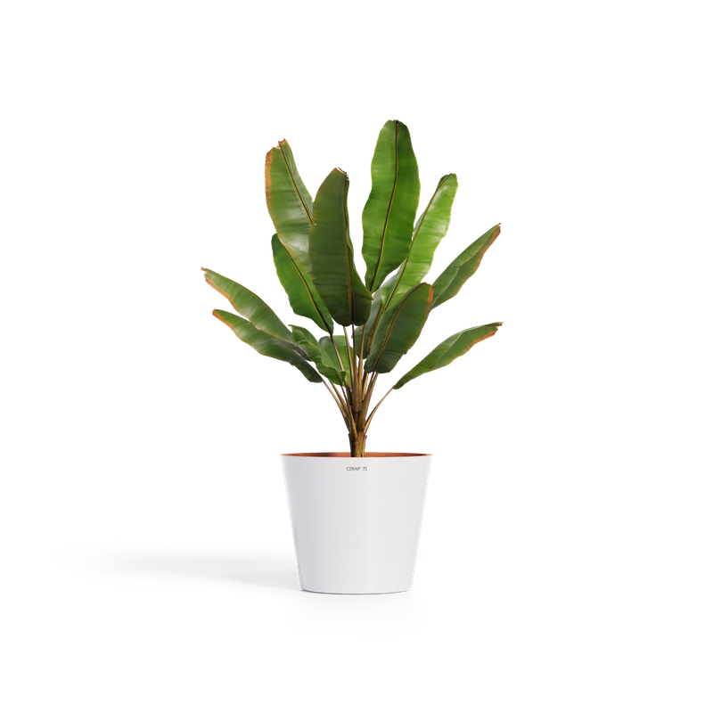 Cerapots Onku 45 Pearl